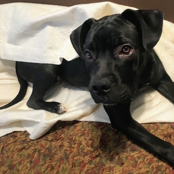 Meet your Posher, Amelia - Picture 2 of 7